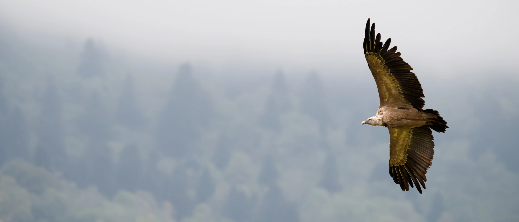 5-2025-10-10-SB-25-10-10-Izeste_Vautours_1034